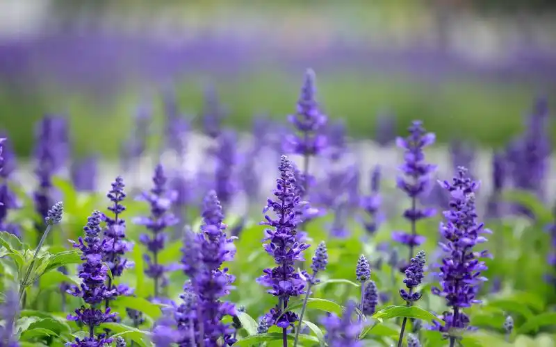 鼠尾草唯美花卉高清桌面壁纸高清大图预览1920×1200_植物壁纸下载_美