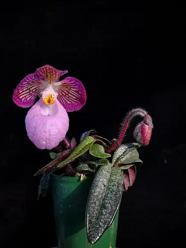 "玉女"兜兰新年绽放辰山植物园温室