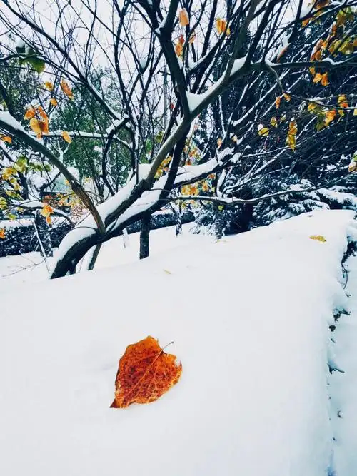 2021年的第一场雪