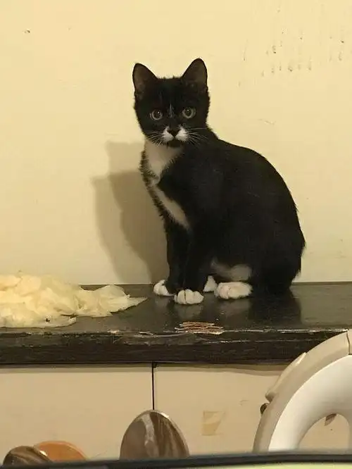 50元买下这只黑白猫,驱虫时宠物店老板直呼我赚了