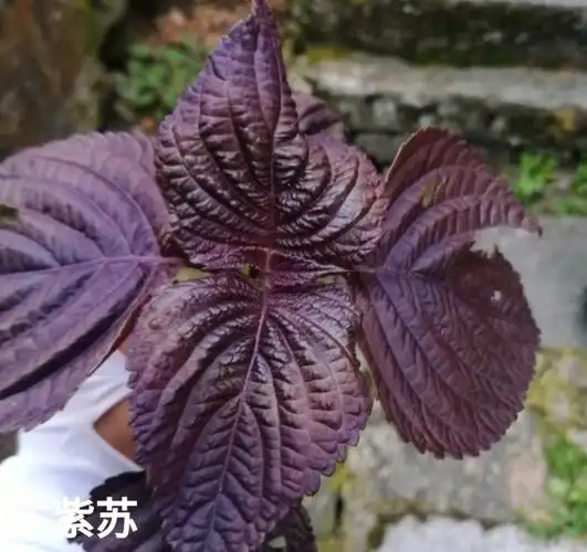 别名:白紫苏,白苏,红苏,苏子,苏麻,荏,荏子,赤苏,野苏,野苏麻,香苏.