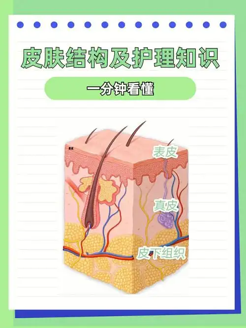 967393表皮层16615皮脂膜作用:皮肤天然的弱酸性保护膜受损