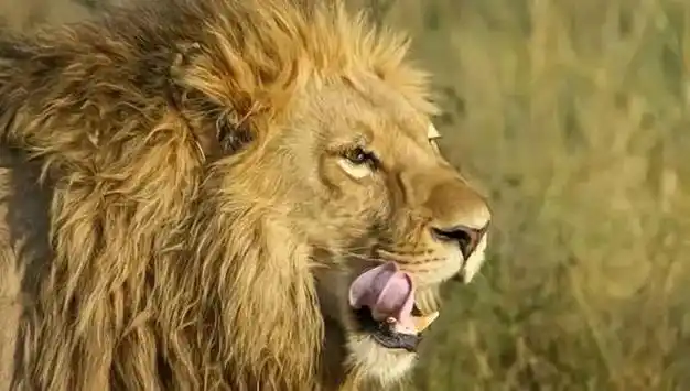 揭秘狮子战斗力:无敌力量引发专家讨论|奔跑|利爪|猎物|雄狮|狮子(纹