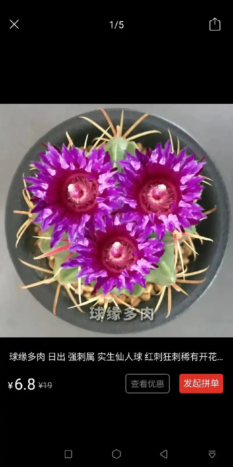 发起拼单 1/5 阳春丸仙人球群生多头开红花多肉植物阳春玉防 - 抖音