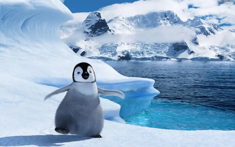 lodowe, pingwin, g鏎y