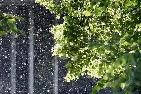 各社区(村)要及时组织人员,采取洒水后再清除等方式,清理本地区杨柳絮