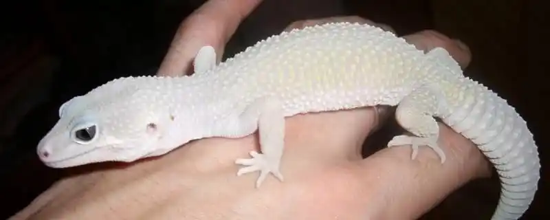 守宫脚趾断了无法再生