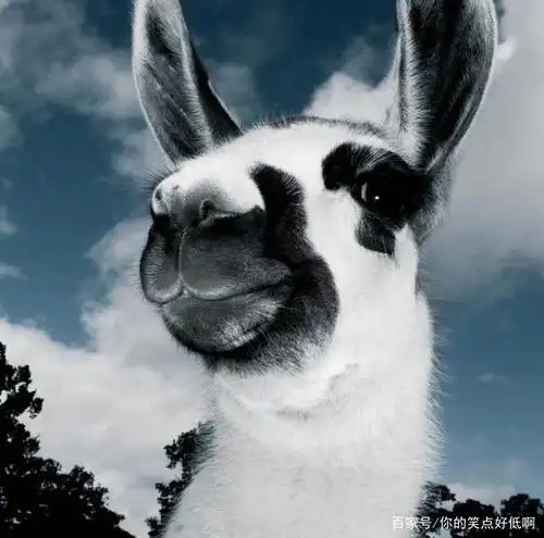 抢镜动物最搞笑,个个都是表情帝,让你开心一笑