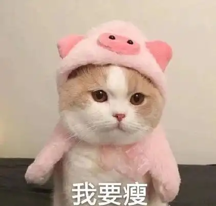 萌宠 猫星人 我要瘦 减肥 呆萌 可爱
