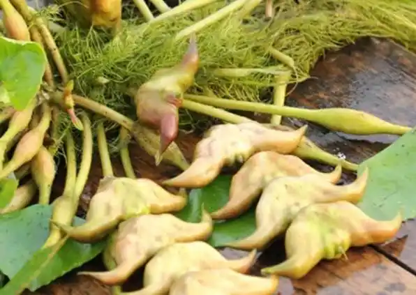 温州人儿时的美味这个难啃的果子居然能抗癌