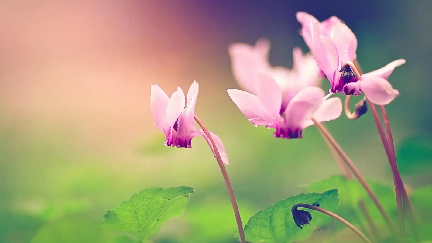 唯美清新的植物微距摄影图片高清宽屏桌面壁纸