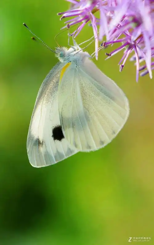 可爱的小蝴蝶