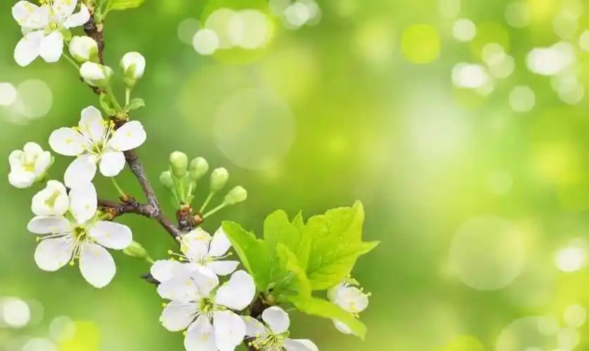 15句春天唯美句子,干净极简温柔治愈文案