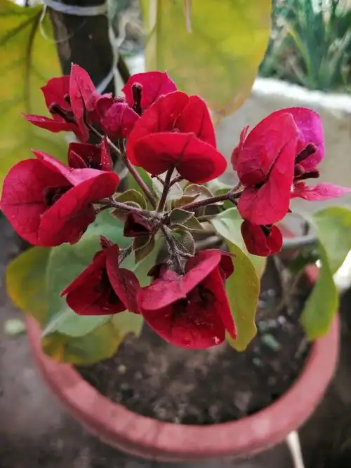 三角梅别名叶子花三角花,室中花,九重葛,贺春红,勒杜三角花