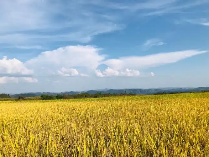 脚下的稻田在线条的镶嵌中金灿灿的一片.