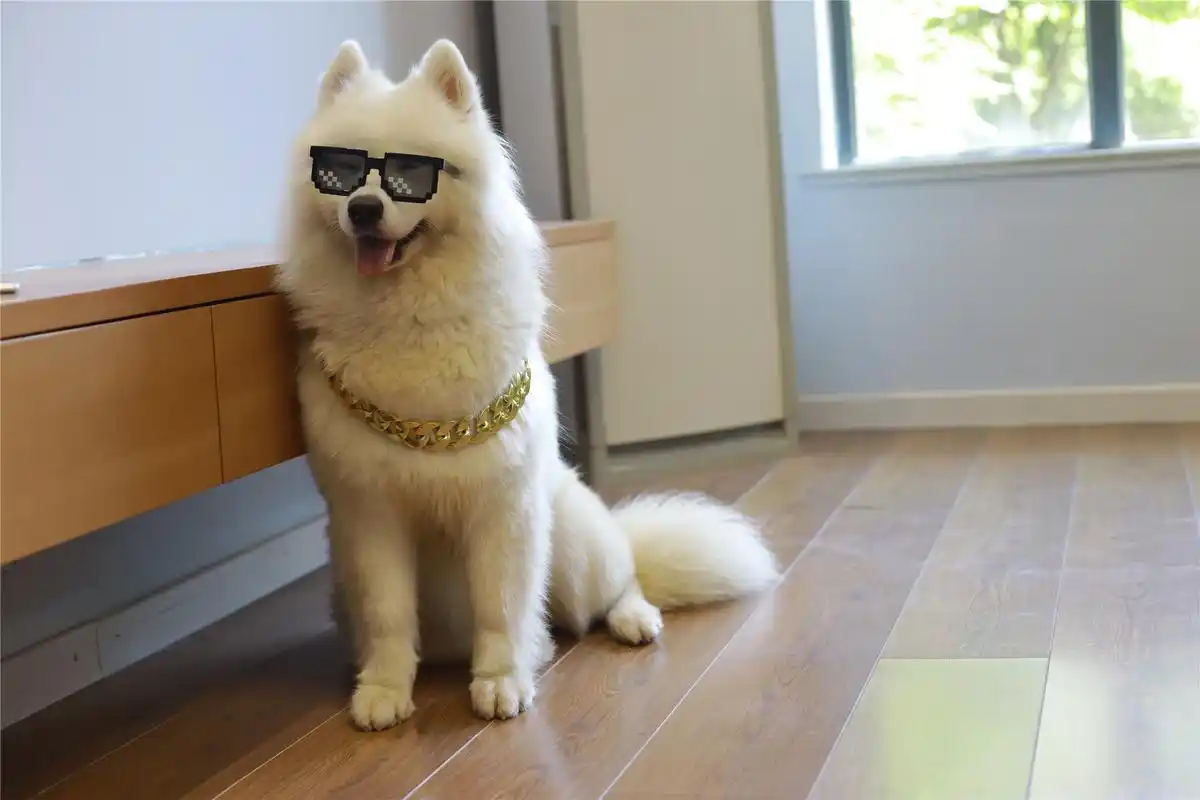 主人给萨摩耶戴墨镜,希望它表演说唱却遭狗狗嫌弃
