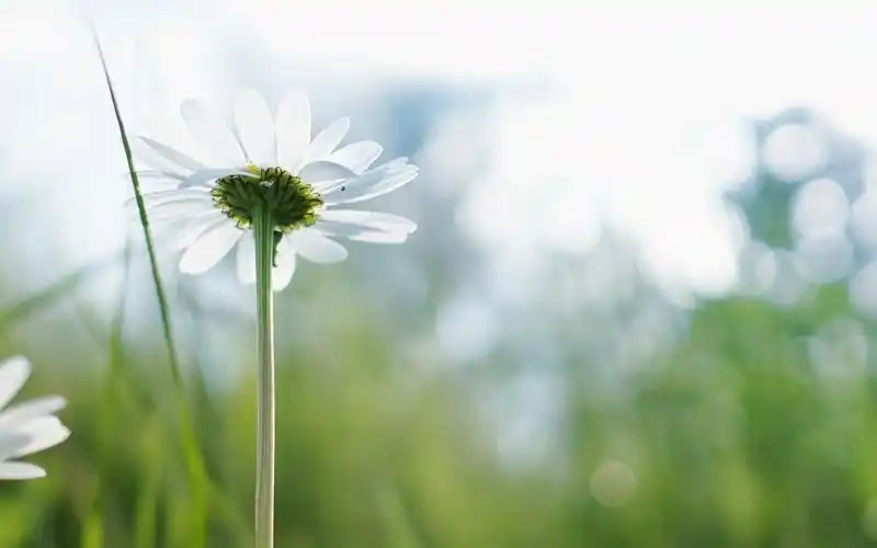 春天,叶子,花朵,生机勃勃,唯美,花卉,植物绿意盎然,花团锦簇 壁纸图片