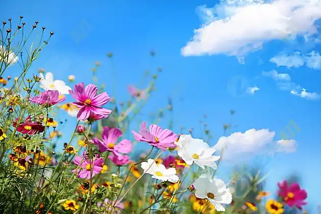 蓝天下美丽格桑花背景高清图片下载