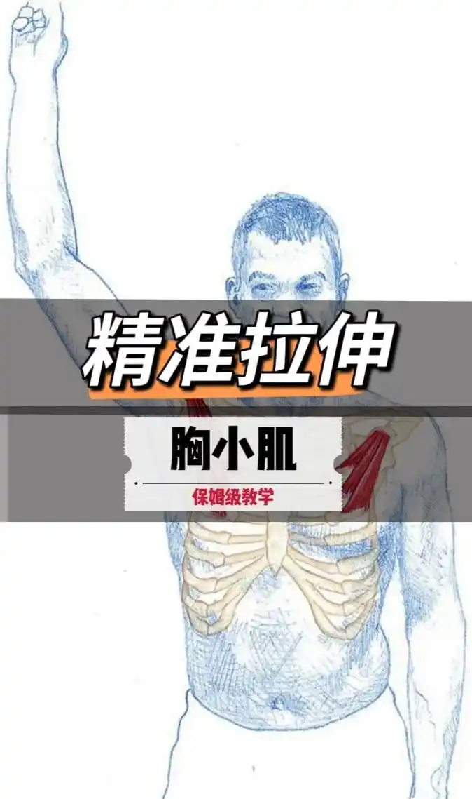 胸小肌拉伸.