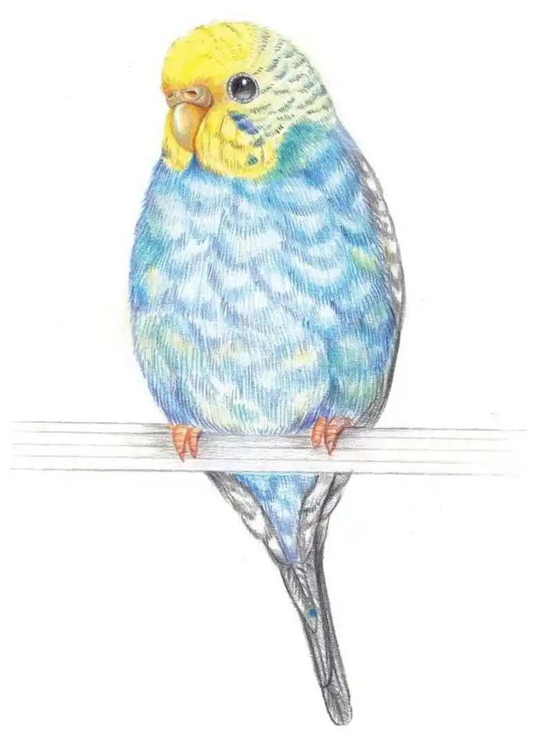 彩铅小动物-虎皮鹦鹉00 绘画要点: 1.