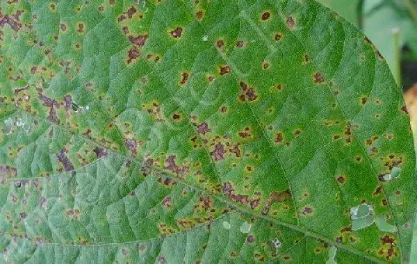 大豆褐斑病别称叫什么?