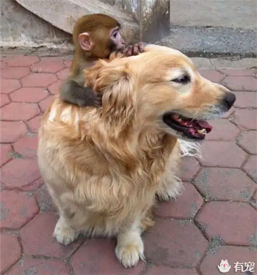动物园里,不少游客正在一处空地上围观一只狗和一只小猴子.