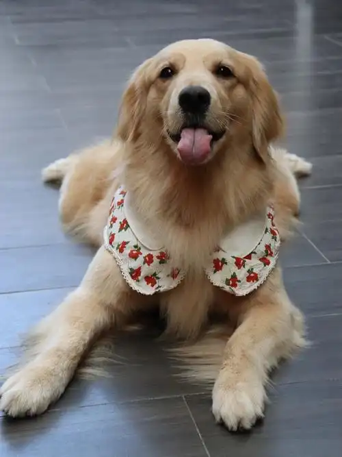 给大家表演一个修狗卖萌