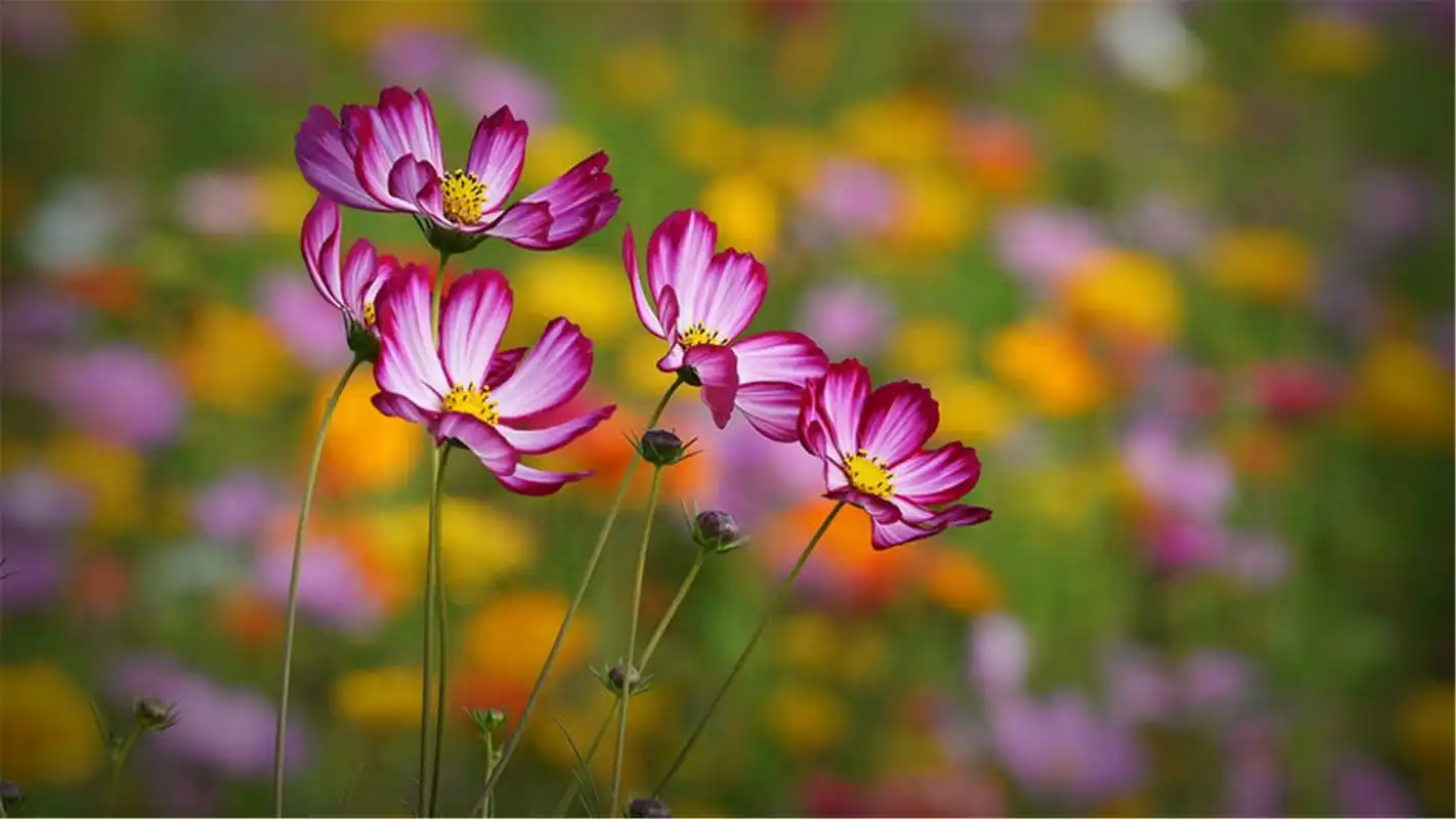 精选波斯菊图片壁纸高清大图预览1920×1200_植物壁纸下载_美桌网
