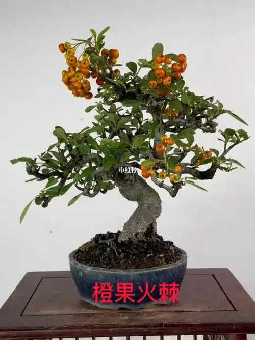 橙果火棘微型盆景盆栽进口盆景盆栽