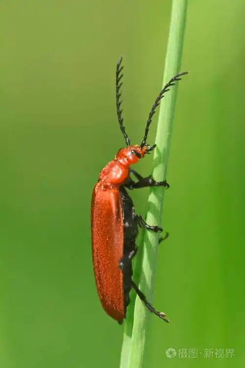 pyrochroacoccinena虫红头虫