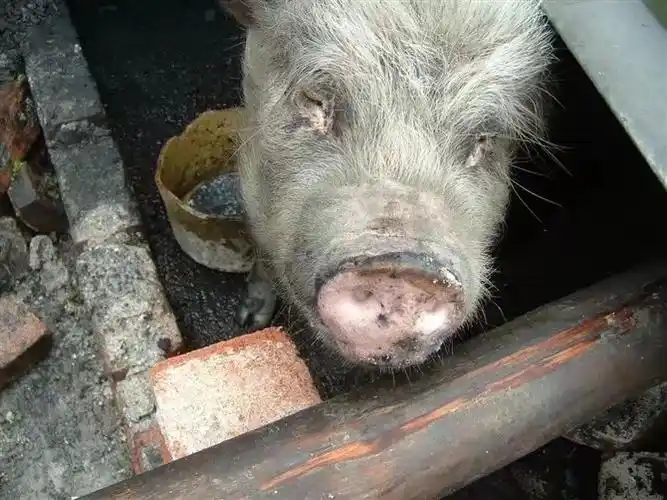 "猪坚强"挺过13个"重生日" 原主人专门从彭州赶来看望它