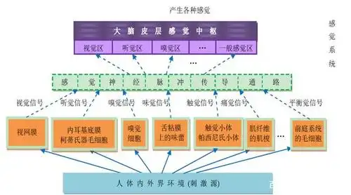 人体的感觉系统模型