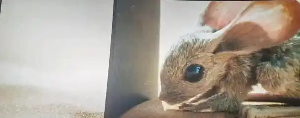 关于沙丘2十个你不知道的细节姐妹会最复杂