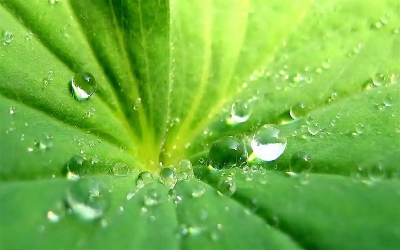 清新植物绿色护眼高清桌面壁纸图片