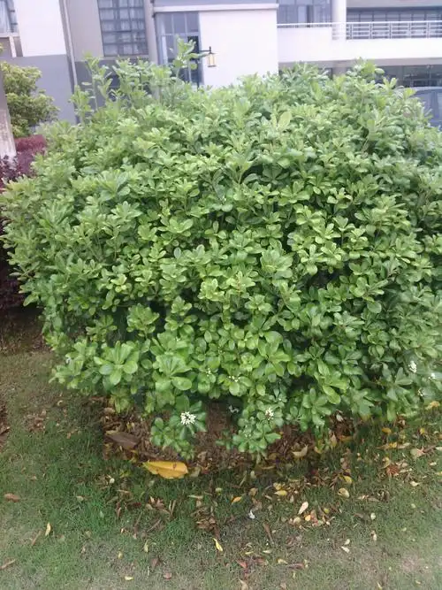 花朵是白色的,这是什么植物_百度知道