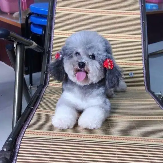 黑色泰迪犬的价远远凌驾其余泰迪犬,缘故原由有5点!