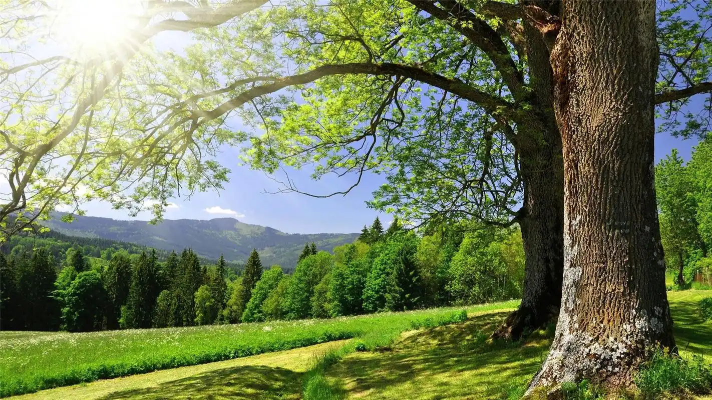 精选净化心灵的好看大自然绿色风景高清护眼桌面图片下载