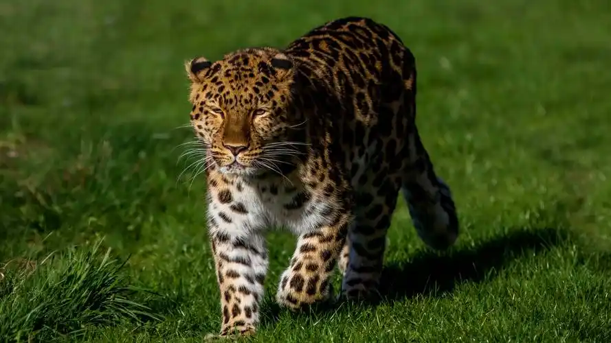 leopard walk in the grass 750x1334 iphone 8/7