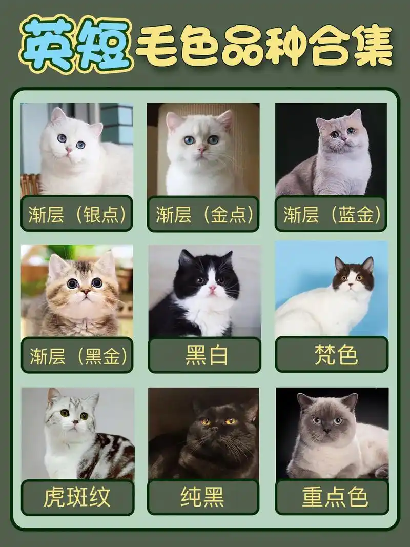 英短毛色大全,快来认识一下,你家的是那种#萌宠 #萌宠出道计 - 抖音