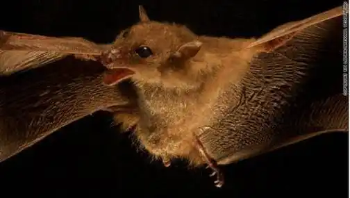 原创猎奇类似于人类母蝙蝠使用babytalk与幼崽进行交流