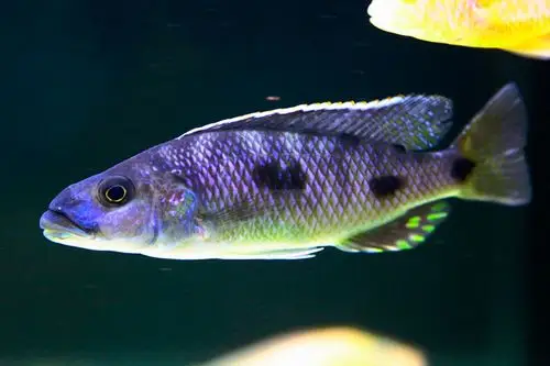 金鹰和红鹰! - 三湖慈鲷 - cta南美水族 - powered by discuz!