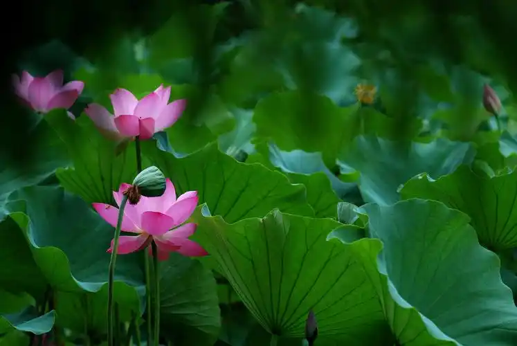 荷塘荷花美如画,公园小品!可以做壁纸哦!