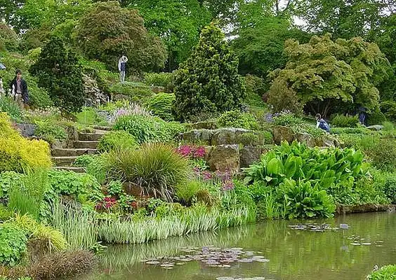 水生植物配置意向