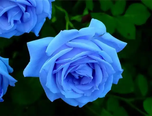 被过度吹捧的"网红花",仅照片好看,入手后发现颜值"很一般"