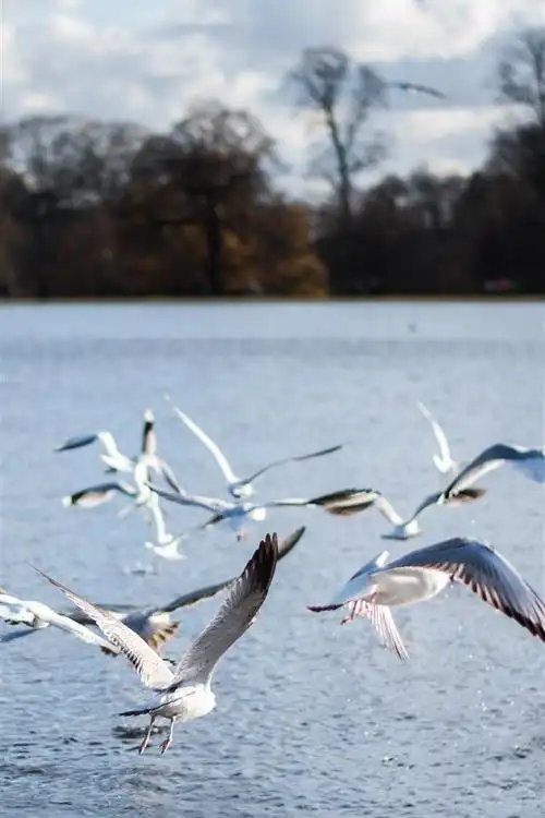 一些海鸥,飞行,河流 4k