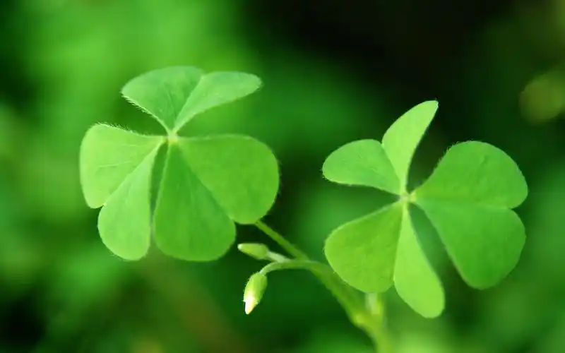 小清新唯美四叶草高清桌面壁纸