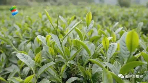 博罗:柏塘春茶满园香 茶农采摘忙|茶树|茶叶|紫芽茶_网易订阅