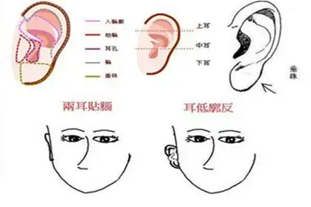 教你如何看相耳