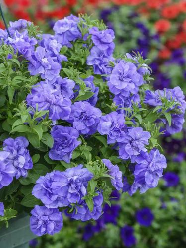 750_1000竖版 竖屏