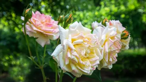 2020 夏季校园景观